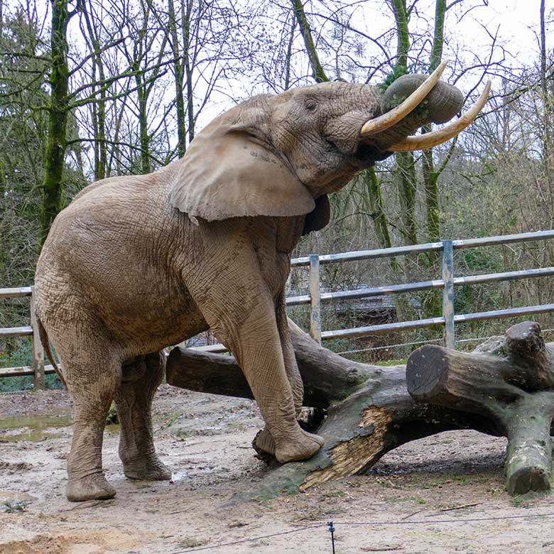 Afrikanischer Elefanten-Bulle TOOTH am 31. Dezember 2022 auf der Bullen-Außenanlage am Elefanten-Haus im Grünen Zoo Wuppertal