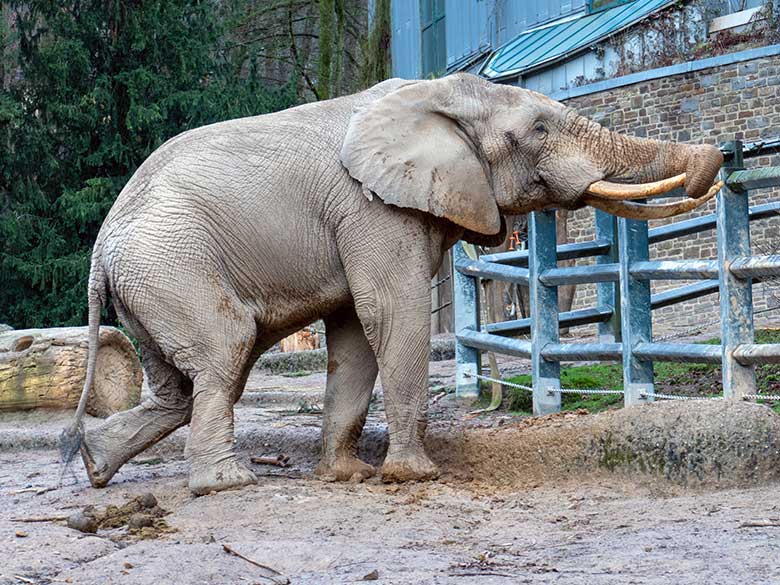 Afrikanischer Elefanten-Bulle TOOTH mit Schwanz-Quaste am 3. Januar 2023 auf der größeren Außenanlage am Elefanten-Haus im Zoologischen Garten Wuppertal