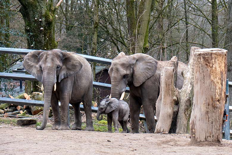 Afrikanische Elefanten-Kuh TIKA mit Jungtier MALI und Kuh SWENI am 4. März 2023 auf der größeren Außenanlage am Elefanten-Haus im Wuppertaler Zoo