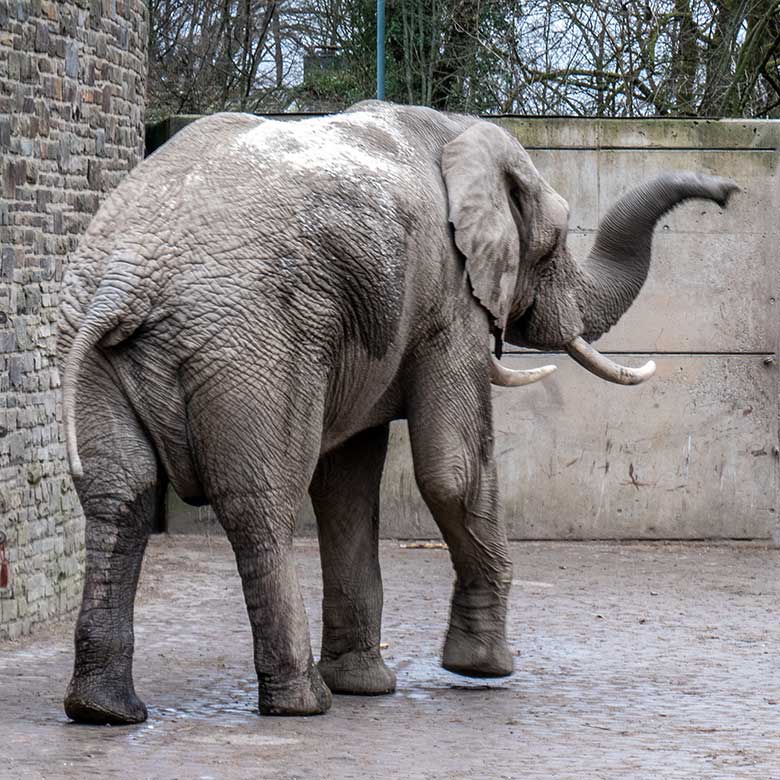 Afrikanischer Elefanten-Bulle TOOTH ohne Schwanz-Quaste am 4. März 2023 auf der größeren Außenanlage am Elefanten-Haus im Grünen Zoo Wuppertal
