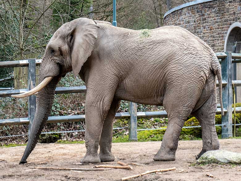 Afrikanischer Elefanten-Bulle TOOTH ohne Schwanz-Quaste am 4. März 2023 auf der kleineren Außenanlage am Elefanten-Haus im Wuppertaler Zoo