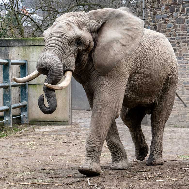 Afrikanischer Elefanten-Bulle TOOTH ohne Schwanz-Quaste am 4. März 2023 auf der kleineren Außenanlage am Elefanten-Haus im Zoo Wuppertal