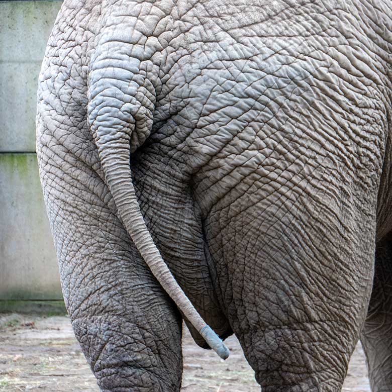 Afrikanischer Elefanten-Bulle TOOTH ohne Schwanz-Quaste am 4. März 2023 auf der kleineren Außenanlage am Elefanten-Haus im Zoologischen Garten der Stadt Wuppertal