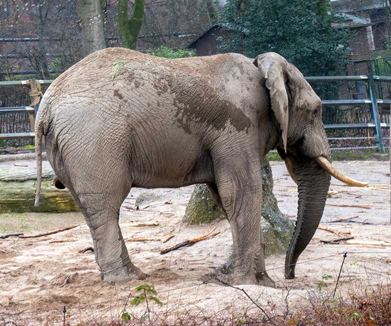 Afrikanischer Elefanten-Bulle TOOTH ohne Schwanz-Quaste am 12. März 2023 auf der größeren Außenanlage am Elefanten-Haus im Grünen Zoo Wuppertal
