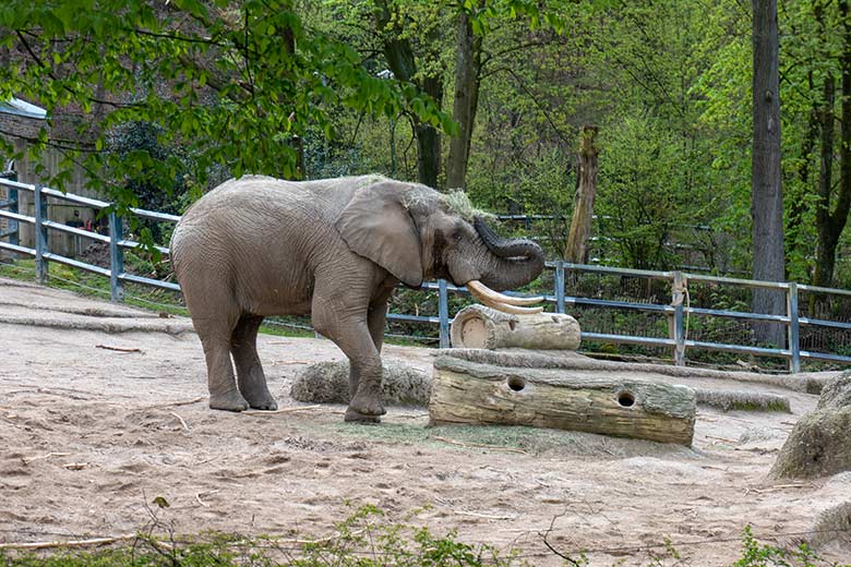 Afrikanischer Elefanten-Bulle TOOTH am 26. April 2023 allein auf der größeren Außenanlage im Wuppertaler Zoo