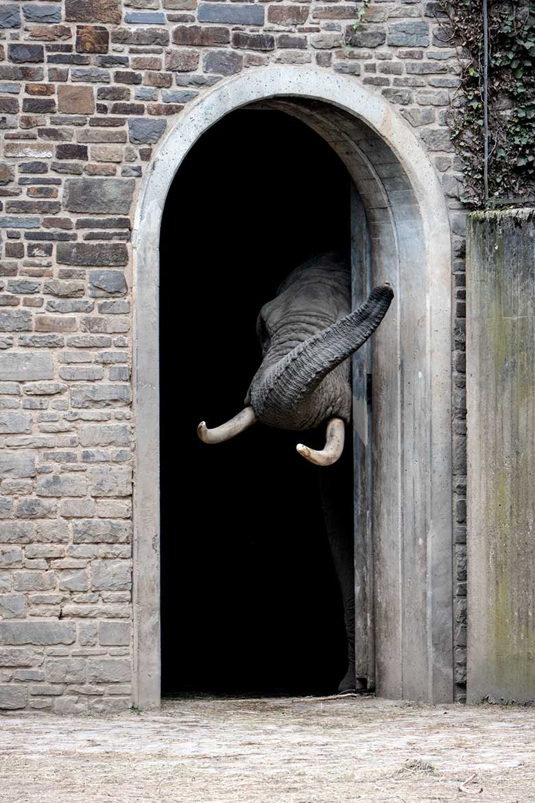 Afrikanischer Elefanten-Bulle TOOTH am 2. Mai 2023 am Durchgang vom Innenstall zur Bullen-Außenanlage am Elefanten-Haus im Grünen Zoo Wuppertal