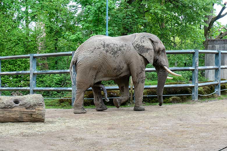 Afrikanischer Elefanten-Bulle TOOTH am 7. Mai 2023 auf der Bullen-Außenanlage am Elefanten-Haus im Grünen Zoo Wuppertal