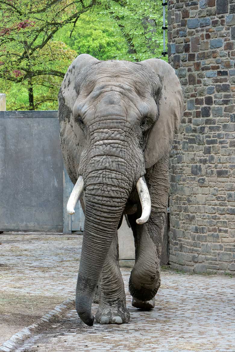 Afrikanischer Elefanten-Bulle TOOTH am 7. Mai 2023 auf der Bullen-Außenanlage am Elefanten-Haus im Zoologischen Garten Wuppertal