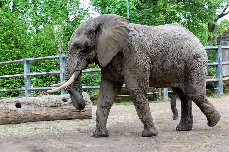Afrikanischer Elefanten-Bulle TOOTH am 7. Mai 2023 auf der Bullen-Außenanlage am Elefanten-Haus im Zoo Wuppertal