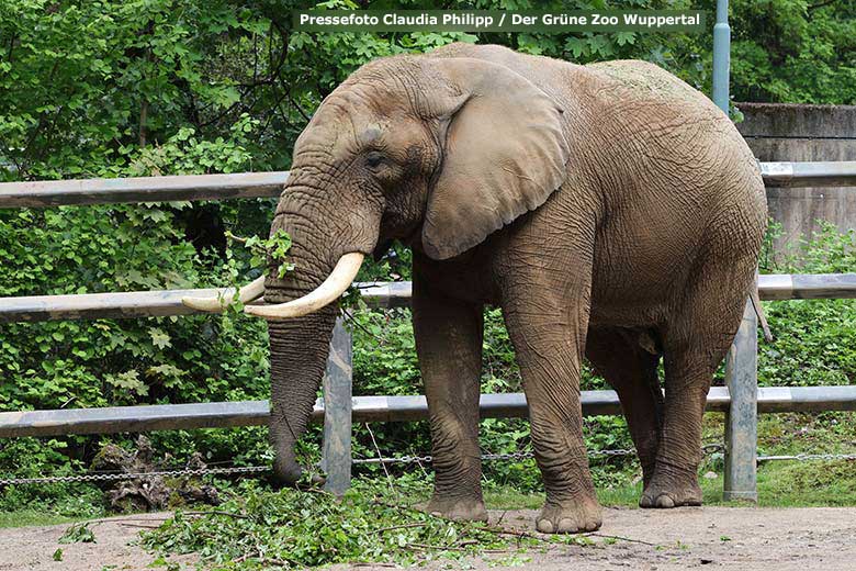 Afrikanischer Elefanten-Bulle TOOTH am 12. Mai 2023 auf der Bullen-Außenanlage am Elefanten-Haus im Grünen Zoo Wuppertal (Pressefoto Claudia Philipp - Der Grüne Zoo Wuppertal)