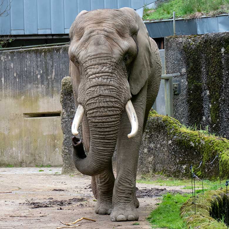 Afrikanischer Elefanten-Bulle TOOTH am 16. Mai 2023 auf der Bullen-Außenanlage am Elefanten-Haus im Wuppertaler Zoo