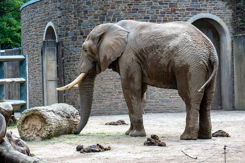 Afrikanischer Elefanten-Bulle TOOTH am 20. Mai 2023 auf der Bullen-Außenanlage am Elefanten-Haus im Zoo Wuppertal