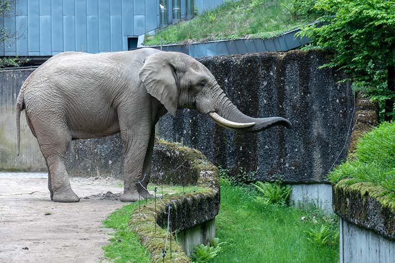 Afrikanischer Elefanten-Bulle TOOTH am 21. Mai 2023 auf der Bullen-Außenanlage am Elefanten-Haus im Grünen Zoo Wuppertal