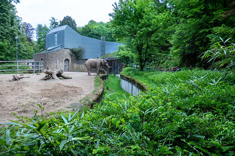 Afrikanischer Elefanten-Bulle TOOTH am 21. Mai 2023 auf der Bullen-Außenanlage am Elefanten-Haus im Zoologischen Garten der Stadt Wuppertal