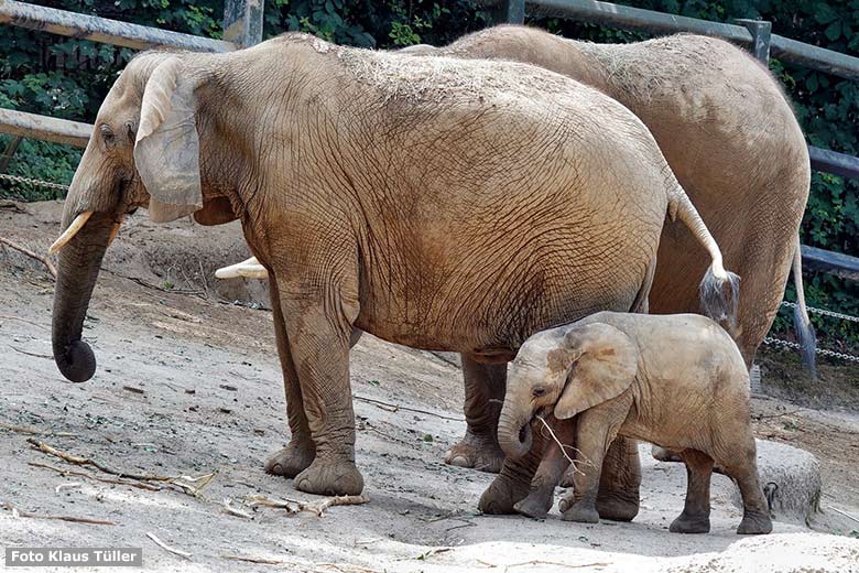 Afrikanisches Elefanten-Jungtier MALI vor seiner Elefanten-Mutter TIKA am 19. Juni 2023 auf der größeren Außenanlage am Elefanten-Haus im Grünen Zoo Wuppertal (Foto Klaus Tüller)