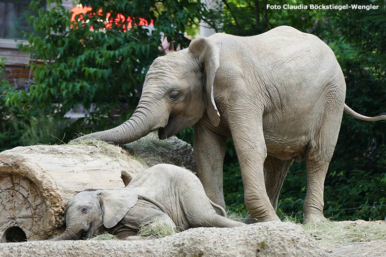 Afrikanisches Elefanten-Jungtier MALI mit dem Elefanten-Jungtier GUS am 23. Juni 2023 auf der größeren Außenanlage am Elefanten-Haus im Grünen Zoo Wuppertal (Foto Claudia Böckstiegel-Wengler)