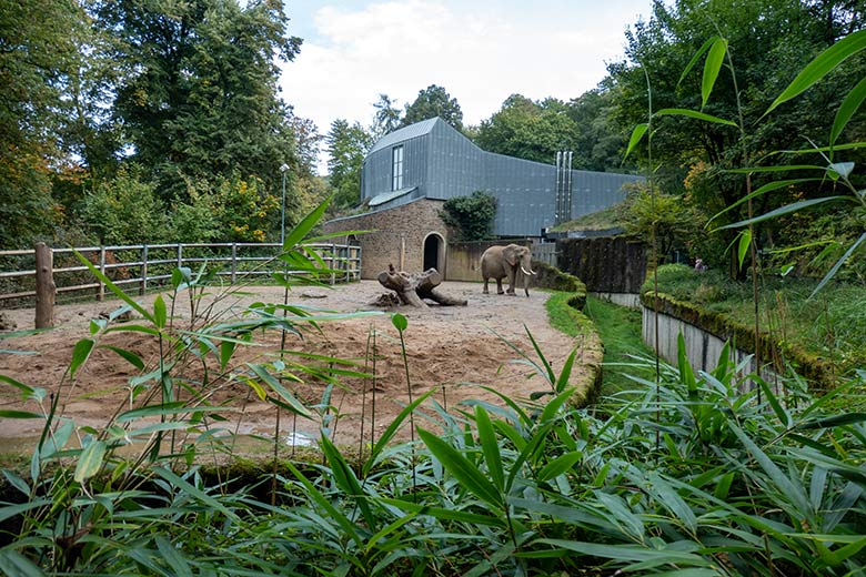 Afrikanische Elefanten-Kuh SWENI am 13. Oktober 2023 allein auf der kleineren Außenanlage am Elefanten-Haus im Grünen Zoo Wuppertal
