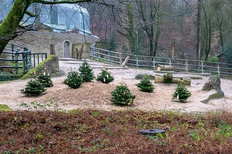 Von Zoogästen geschmückte Nadelbäume am 20. Dezember 2023 auf der größeren Außenanlage im Zoologischen Garten Wuppertal
