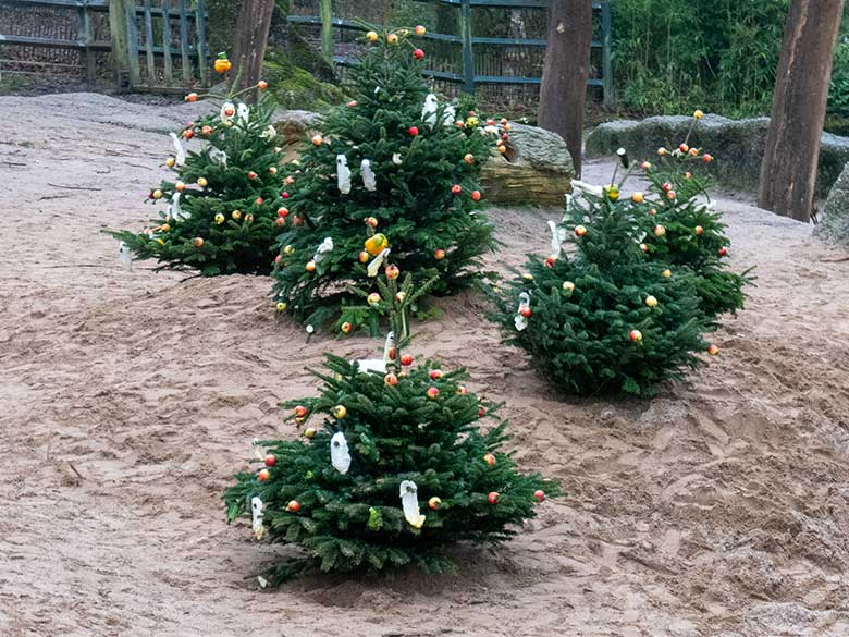 Von Zoogästen geschmückte Nadelbäume am 20. Dezember 2023 auf der größeren Außenanlage im Wuppertaler Zoo