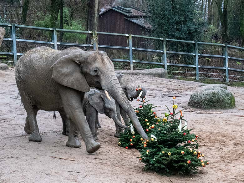 Afrikanische Elefanten an von Zoogästen geschmückten Nadelbäumen am 20. Dezember 2023 auf der größeren Außenanlage im Grünen Zoo Wuppertal