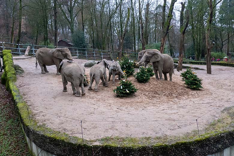 Afrikanische Elefanten an von Zoogästen geschmückten Nadelbäumen am 20. Dezember 2023 auf der größeren Außenanlage im Wuppertaler Zoo