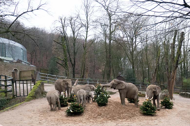 Die sieben Afrikanischen Elefanten der Wuppertaler Elefanten-Herde an von Zoogästen geschmückten Nadelbäumen am 20. Dezember 2023 auf der größeren Außenanlage im Zoo Wuppertal