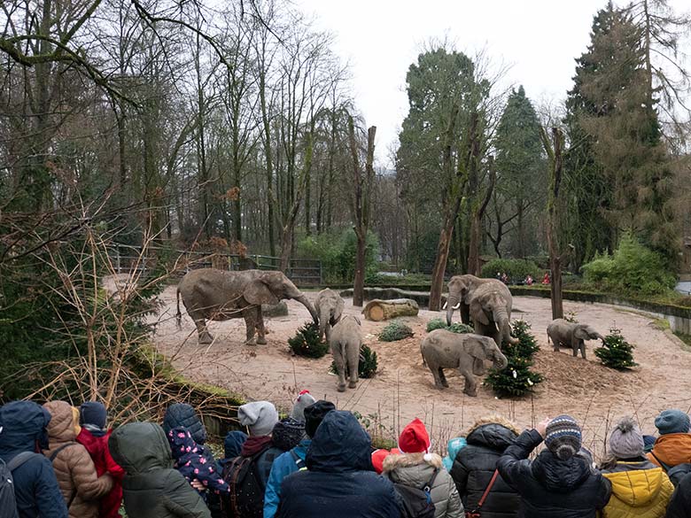 Die sieben Afrikanischen Elefanten der Wuppertaler Elefanten-Herde an von Zoogästen geschmückten Nadelbäumen am 20. Dezember 2023 auf der größeren Außenanlage im Grünen Zoo Wuppertal