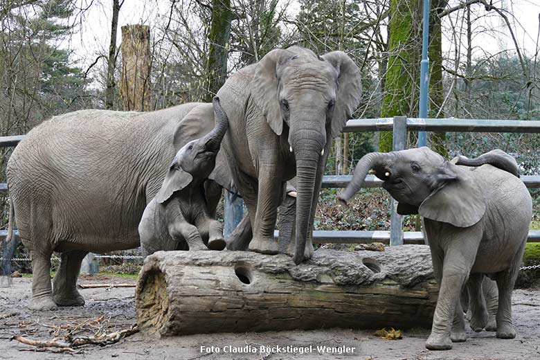 Kletternde Afrikanische Elefanten am 5. Februar 2024 auf der kleineren Außenanlage am Elefanten-Haus im Grünen Zoo Wuppertal (Foto Claudia Böckstiegel-Wngler)