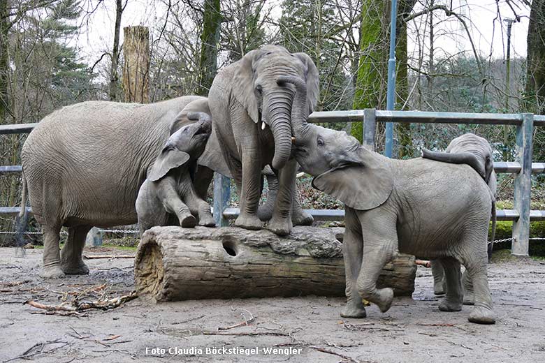 Kletternde Afrikanische Elefanten am 5. Februar 2024 auf der kleineren Außenanlage am Elefanten-Haus im Zoologischen Garten Wuppertal (Foto Claudia Böckstiegel-Wngler)