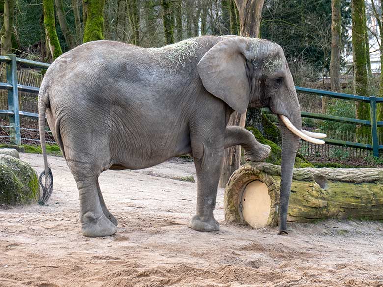 Afrikanische Elefanten-Kuh SWENI am 13. Februar 2024 auf der größeren Außenanlage am Elefanten-Haus im Grünen Zoo Wuppertal