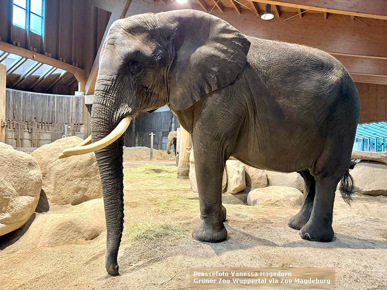 Afrikanische Elefanten-Kuh SWENI im Elefanten-Haus im Grünen Zoo Wuppertal (Pressefoto Vanessa Hagedorn - Grüner Zoo Wuppertal via Zoo Magdeburg)