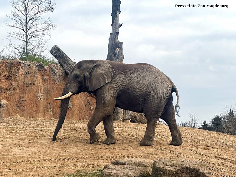Afrikanischer Elefanten-Bulle KANDO im Zoologischen Garten Magdeburg (Pressefoto Zoo Magdeburg)