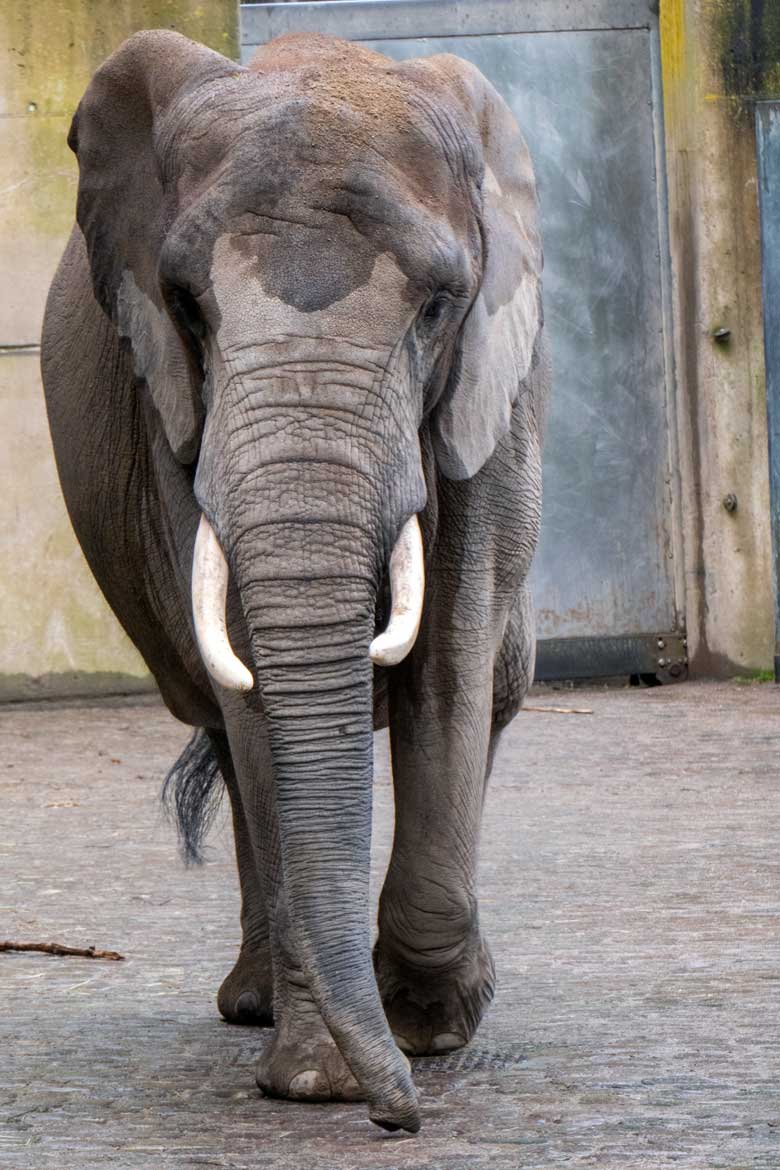 Afrikanische Elefanten-Kuh SWENI am 16. April 2024 auf der größeren Außenanlage am Elefanten-Haus im Grünen Zoo Wuppertal