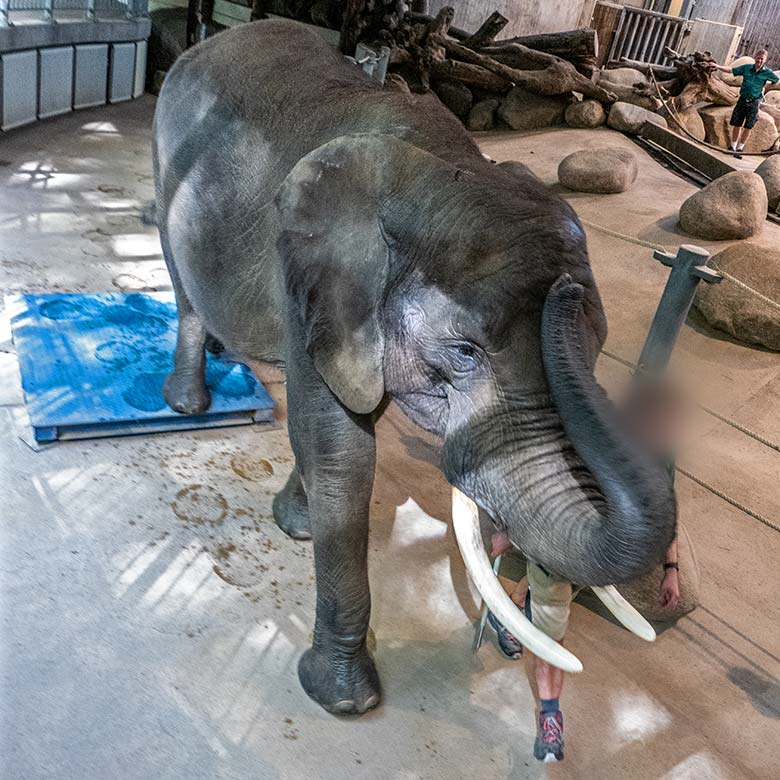 Afrikanische Elefanten-Kuh SWENI am 1. Mai 2024 an der Waage im Elefanten-Haus im Wuppertaler Zoo