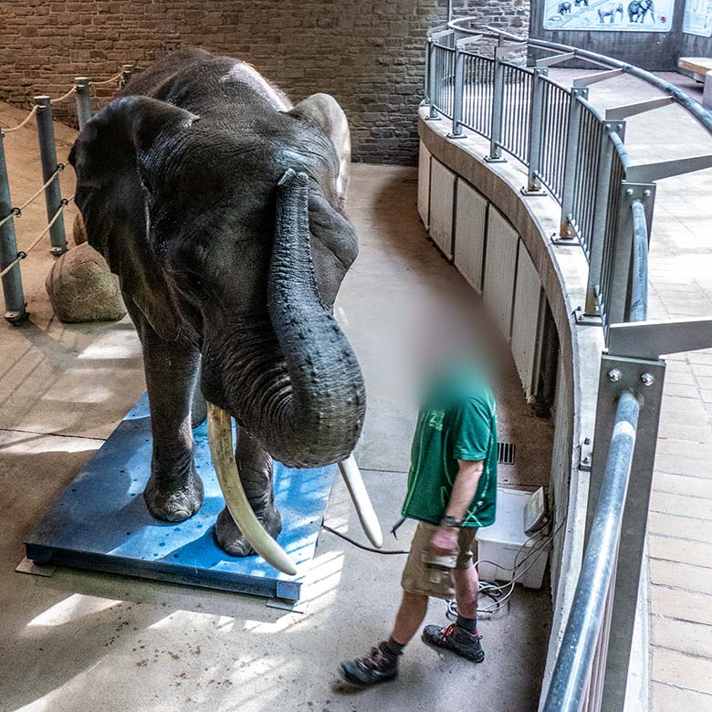 Afrikanische Elefanten-Kuh SWENI am 1. Mai 2024 auf der Waage im Elefanten-Haus im Grünen Zoo Wuppertal