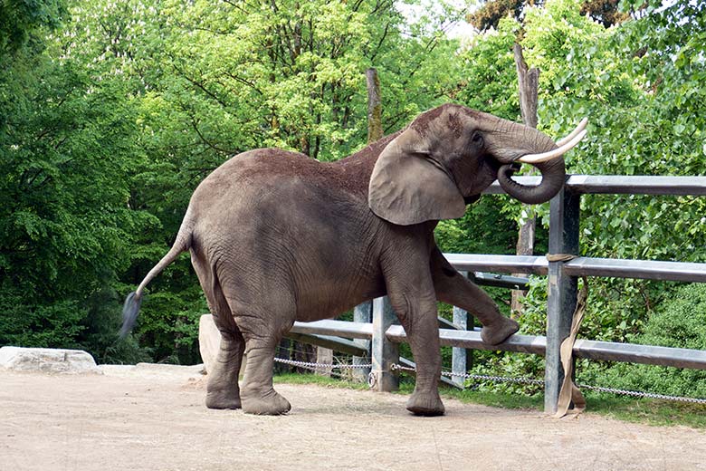 Afrikanische Elefanten-Kuh SWENI am 2. Mai 2024 auf der größeren Außenanlage vor dem Elefanten-Haus im Zoologischen Garten Wuppertal