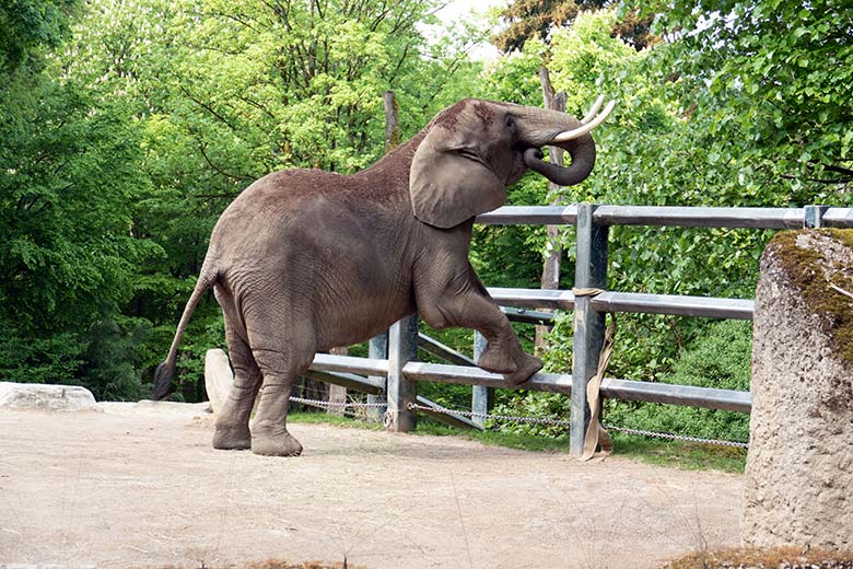 Afrikanische Elefanten-Kuh SWENI am 2. Mai 2024 auf der größeren Außenanlage vor dem Elefanten-Haus im Wuppertaler Zoo