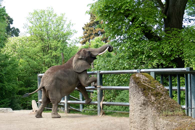 Afrikanische Elefanten-Kuh SWENI am 2. Mai 2024 auf der größeren Außenanlage vor dem Elefanten-Haus im Zoo Wuppertal