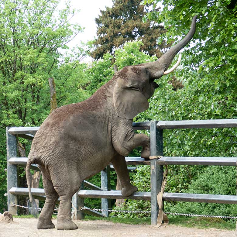 Afrikanische Elefanten-Kuh SWENI am 2. Mai 2024 auf der größeren Außenanlage vor dem Elefanten-Haus im Zoologischen Garten der Stadt Wuppertal