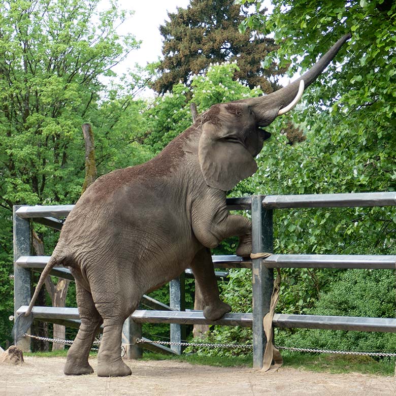 Afrikanische Elefanten-Kuh SWENI am 2. Mai 2024 auf der größeren Außenanlage vor dem Elefanten-Haus im Wuppertaler Zoo