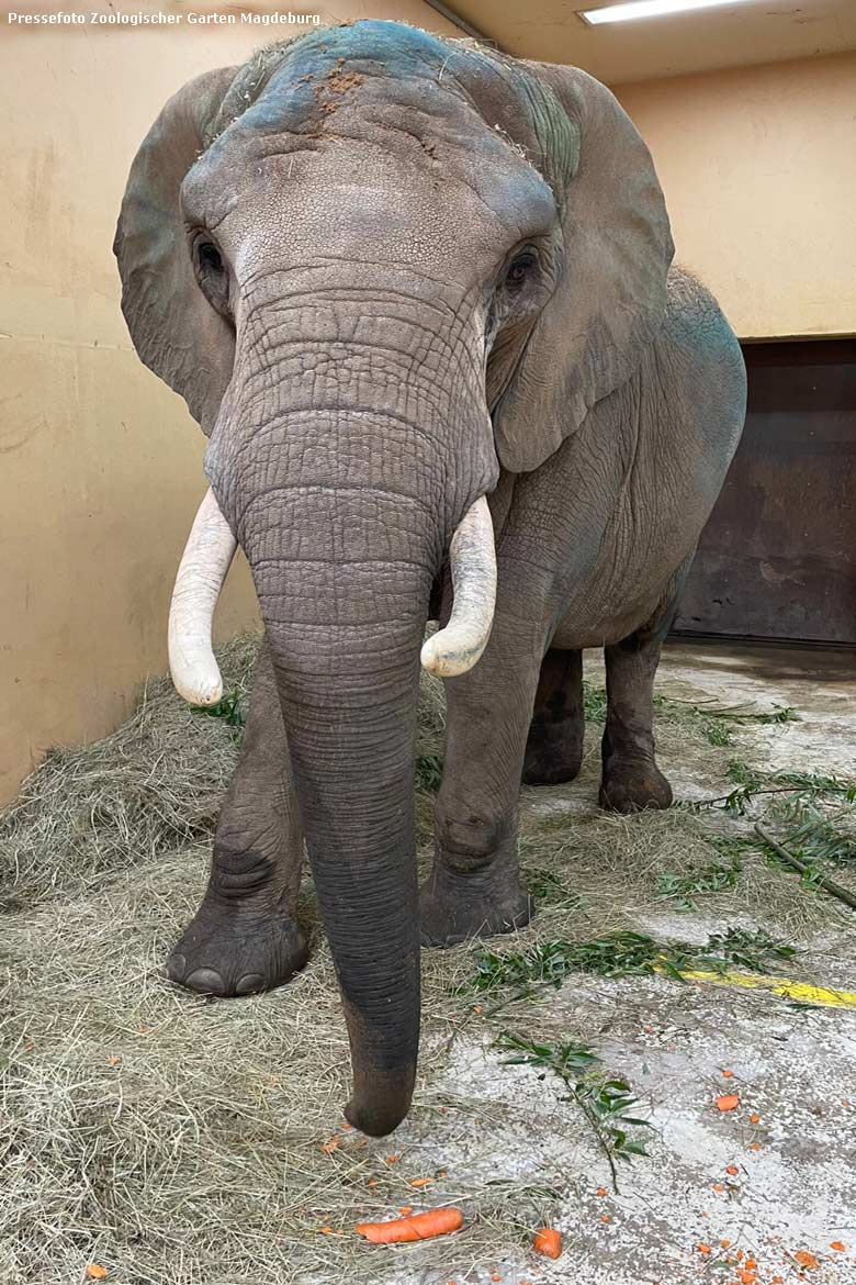 Afrikanische Elefanten-Kuh SWENI am 3. Mai 2024 als Neuling im Magdeburger Zoo (Pressefoto Zoo Magdeburg)