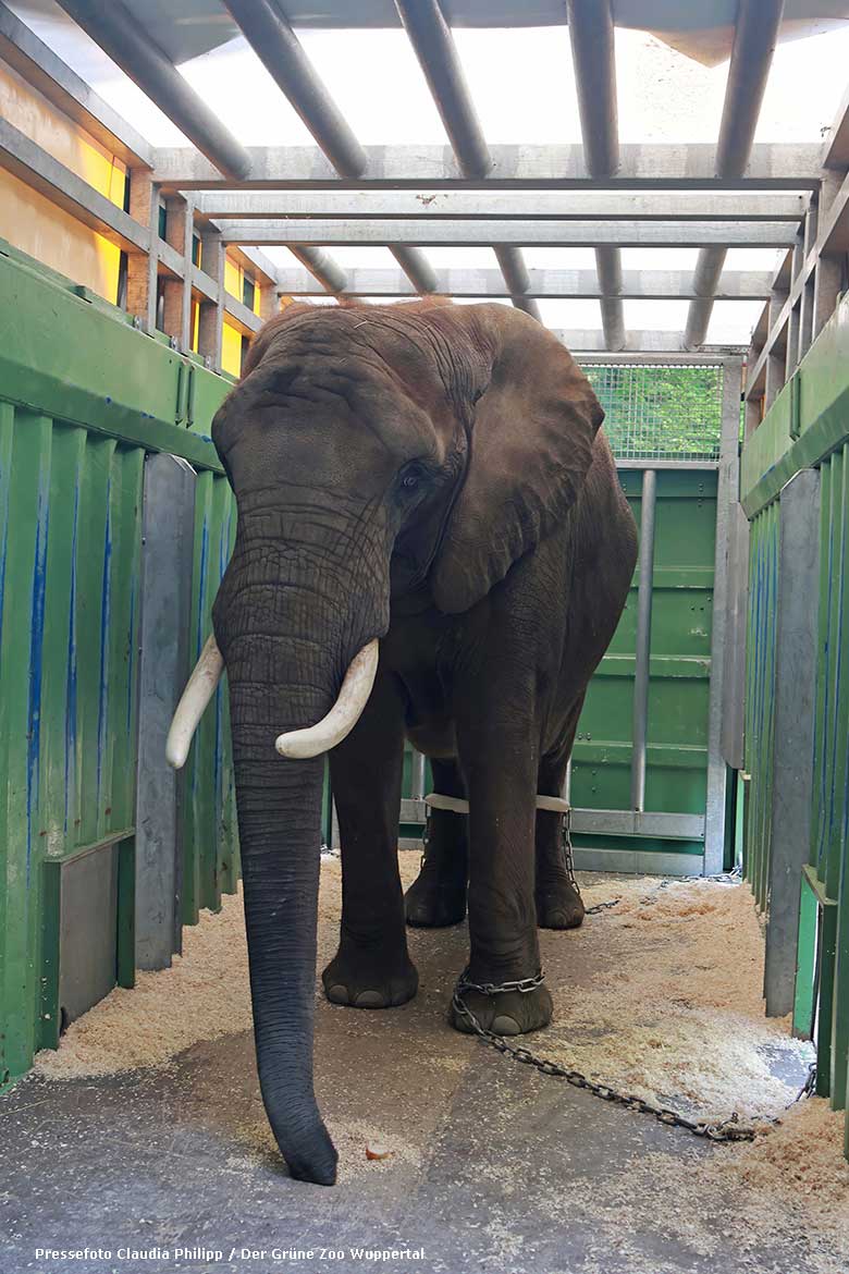 Afrikanische Elefanten-Kuh SWENI am 3. Mai 2024 im Transport-Container im Grünen Zoo Wuppertal (Pressefoto Claudia Philipp - Der Grüne Zoo Wuppertal)