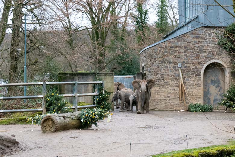 Afrikanische Elefanten an von Zoogästen geschmückten Nadelbäumen am 18. Dezember 2024 auf der kleineren Außenanlage im Zoologischen Garten der Stadt Wuppertal