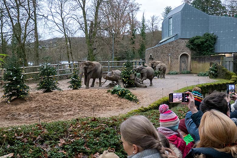 Afrikanische Elefanten an von Zoogästen geschmückten Nadelbäumen am 18. Dezember 2024 auf der kleineren Außenanlage im Zoologischen Garten Wuppertal
