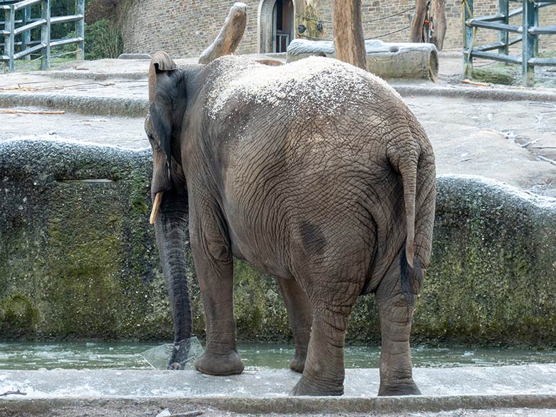 Afrikanische Elefanten-Kuh TIKA mit einem Eisstück am 19. Januar 2025 an der mit einer dünnen Eis-Schicht bedeckten Wasserstelle auf der größeren Außenanlage im Wuppertaler Zoo