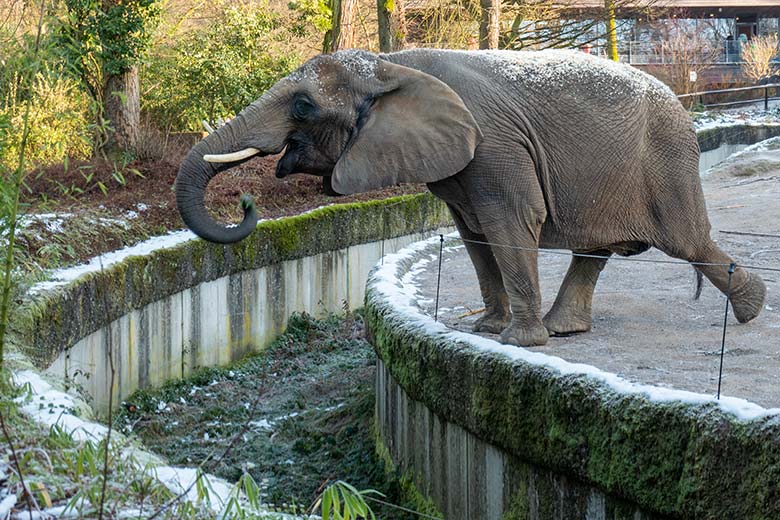 Afrikanische Elefanten-Kuh SABIE beim Rupfen von frischem Grün am 19. Januar 2025 auf der größeren Außenanlage im Zoologischen Garten der Stadt Wuppertal