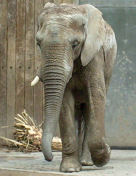 Afrikanischer Elefantenbulle im Zoo Wuppertal im Mai 2008