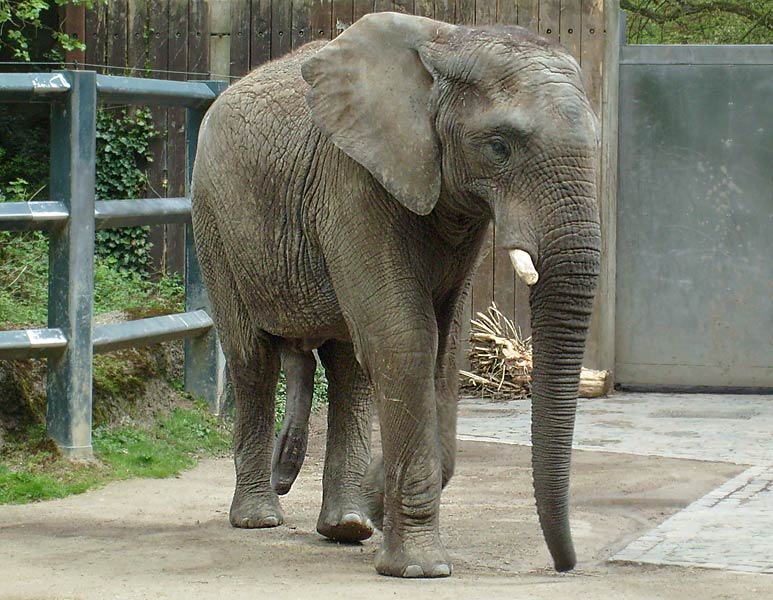 Afrikanischer Elefantenbulle im Zoo Wuppertal im Mai 2008