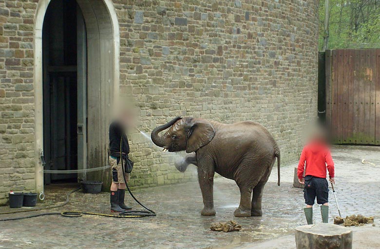 Elefantendusche für Bongi im Wuppertaler Zoo im April 2008