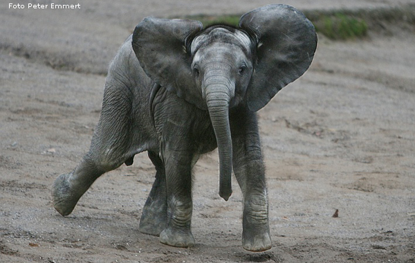 Das Elefanten-Baby TAMO im Wuppertaler Zoo am 29. Januar 2008 (Foto Peter Emmert)